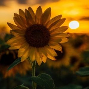 Meet your Posher, Brittney